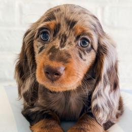 Colette - Dapple female Dachshund puppy in Auburn, Alabama from Blue Bow Kennels