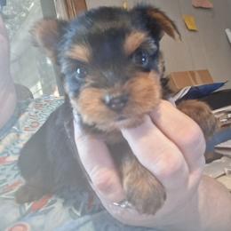 Lucky Charms - Black and tan male Yorkshire Terrier puppy in Jacksonville, Arkansas from Royal Yorkie Terrier