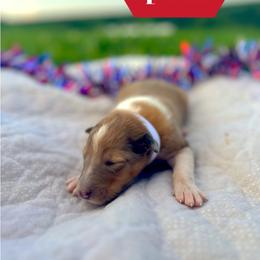 Sparkle - Sable merle female Collie puppy in Waterville, Iowa from Lisa’s Lassies