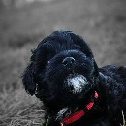 Red collar - Black female Whoodle puppy in O'neill, Nebraska from Willowdale Doodles