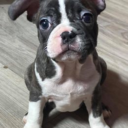 French Bulldogs from Amazing Sonrise
