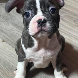 French Bulldogs from Amazing Sonrise