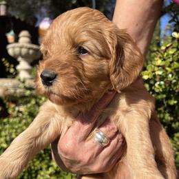 Lavender collar girl - Apricot female Goldendoodle puppy in Fairfield, California from Twin Sisters Doodles
