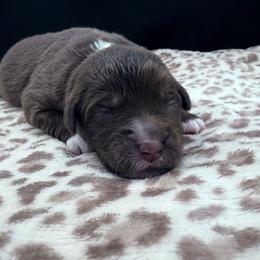 Girl 1 - Red tri female Miniature Australian Shepherd puppy in Arcadia, Indiana from Sunset Cowgirl Mini Aussies