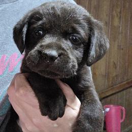 Chocolate Girl 3 - Chocolate female Labrador Retriever puppy in Andrews, South Carolina from Leyland Cypress Retrievers
