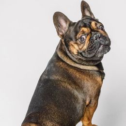French Bulldogs from Rodzina French Bulldogs