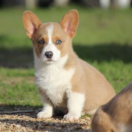 American Corgi and French Bulldog Puppies from Moonstone Corgis & Frenchies