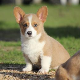 American Corgi and French Bulldog Puppies from Moonstone Corgis & Frenchies