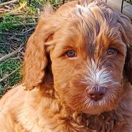 Boy 4 - Labradoodle puppy in Statesville, North Carolina from Labradoodles of the Foothills