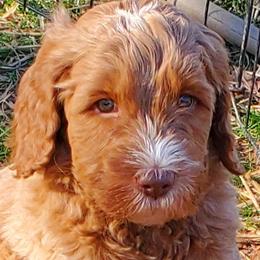 Boy 4 - Labradoodle puppy in Statesville, North Carolina from Labradoodles of the Foothills