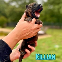 Killian - Sable male German Shepherd puppy in Canton, Texas from WILDWOOD GERMAN SHEPHERDS