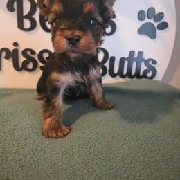 Dino - Black and tan male Yorkshire Terrier puppy in Clermont, Florida from Bella's Prissy Butts