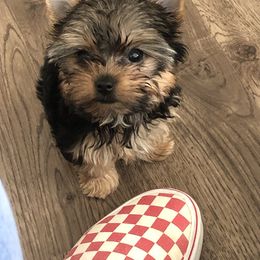 Great Dane and Yorkshire Terrier Puppies from Graham’s Danes