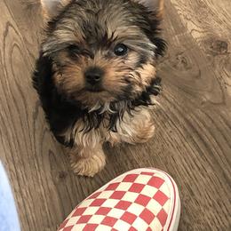 Great Dane and Yorkshire Terrier Puppies from Graham’s Danes