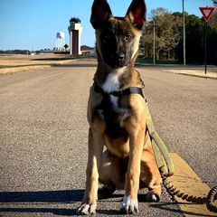 Belgian Malinois, German Shepherd, and Working Dog Cross Puppies from Laeknir K9