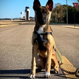 Belgian Malinois, German Shepherd, and Working Dog Cross Puppies from Laeknir K9