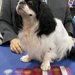 English Toy Spaniels from Enchanting Charlies