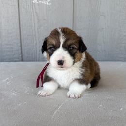 Girl 2 - Red female Pembroke Welsh Corgi puppy in Mc Cammon, Idaho from Sunny J Corgis and Mini Americans