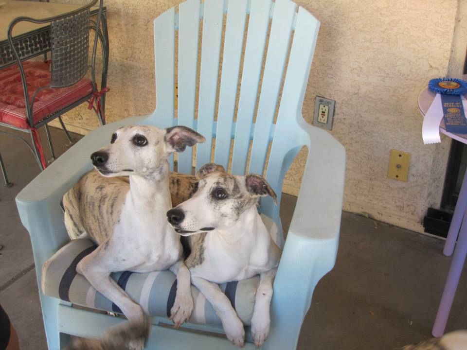 North Star Whippets in Arizona | Whippet puppies | Good Dog