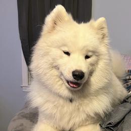 Annika - Samoyed