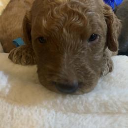 Goldendoodle Puppies from BlueCopper Doodles