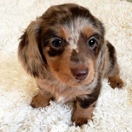 Dachshunds from Sweet Cheeks