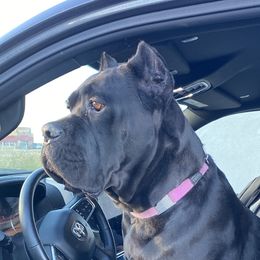 Myst - Cane Corso