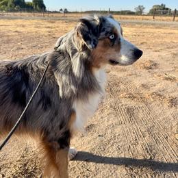 Border Collie puppies from R3 Sport Dogs (R3 Goldens/ R3 Border Collies)