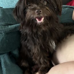 Hazel - Yorkshire Terrier