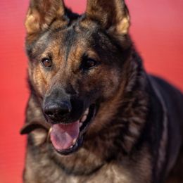 German Shepherds from Cerberus German Shepherds