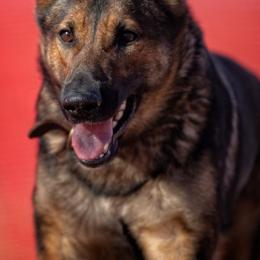 German Shepherds from Cerberus German Shepherds