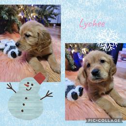 Lychee - Golden female Golden Retriever puppy in Greensburg, Kentucky from Southern Springs Goldens