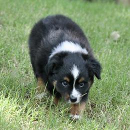 SLATE - Black tri male Miniature American Shepherd puppy in Bixby, Oklahoma from Roeboat Aussies