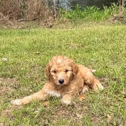 Hawk - Apricot male Goldendoodle puppy in Pittsburg, Texas from Grace Springs Goldendoodles
