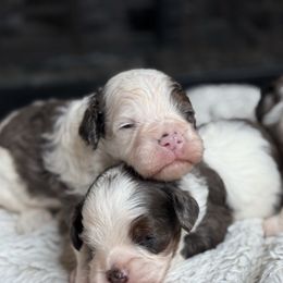 Rowan - Merle male Cavapoo puppy in Melissa, Texas from Southern Love Cavapoos