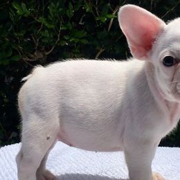 French Bulldogs from Jollybold