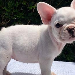 French Bulldogs from Jollybold