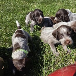 Boy 5 - male Wirehaired Pointing Griffon puppy in Hawarden, Iowa from Sunday Best Griffons
