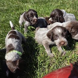 Boy 5 - male Wirehaired Pointing Griffon puppy in Hawarden, Iowa from Sunday Best Griffons