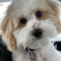 Maltipoo Puppies from Ollie-Pop Paws Breeding