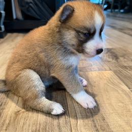 Zuzu - Red and white female Pomsky puppy in Mount Washington, Kentucky from My Perfect Pomsky Pet