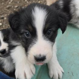 Waffles - Black tri-color male Australian Shepherd puppy in Burbank, South Dakota from Dakota Rose Aussies