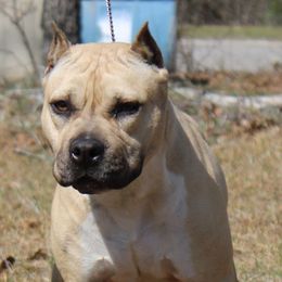 American Pit Bull Terriers and American Staffordshire Terriers from Mythos K9s