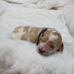 Schroeder - Parti male Goldendoodle puppy in Stratford, New Jersey from Meadow Lark Doodles