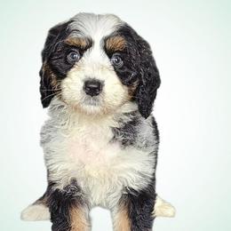 Bianca - Tri-color female Bernedoodle puppy in Glenford, Ohio from Mi-De Doodles