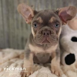 Rickman - Black and tan male French Bulldog puppy in Nixa Or Houston, Missouri from Pistol Creek Puppies