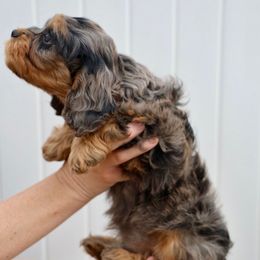 Map - Merle male Cavapoo puppy in Murray, Utah from Good Looking Dogs