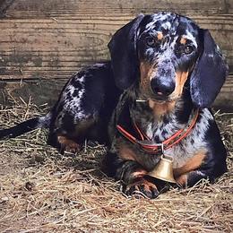 Dachshund puppies from Goodwood Standard European Hunting Dachshunds