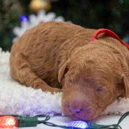 Ember - Red  male Poodle puppy in Fairfield, Illinois from Positively Doodles