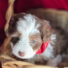 Boy 1 - Brown male Corgipoo puppy in Junction, Utah from Sugar Doodles